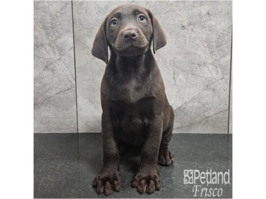 [#33787] Chocolate Female Labrador Retriever Puppies for Sale