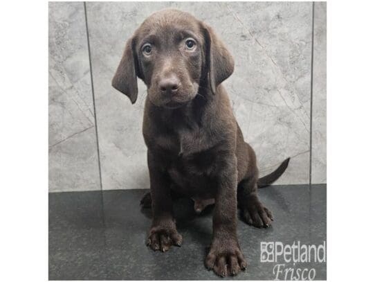 [#33786] Chocolate Male Labrador Retriever Puppies for Sale