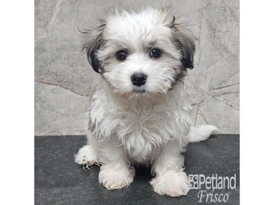 [#33783] Sable and White Parti Female Havanese Puppies for Sale