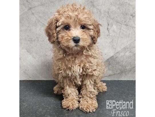 [#33777] Apricot Female Cavapoo Puppies for Sale