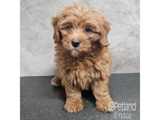 [#33779] Red / White Female Bernedoodle Mini 2nd Gen Puppies for Sale