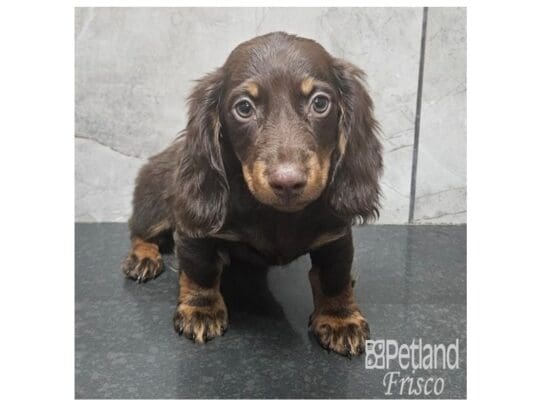 [#33796] Chocolate / Tan Male Miniature Dachshund Puppies for Sale