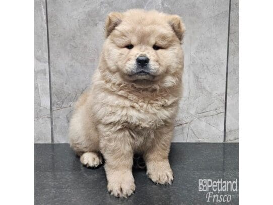 [#33793] Red Female Chow Chow Puppies for Sale