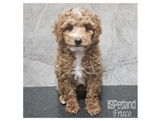 [#33798] Apricot Male Poodle Puppies for Sale