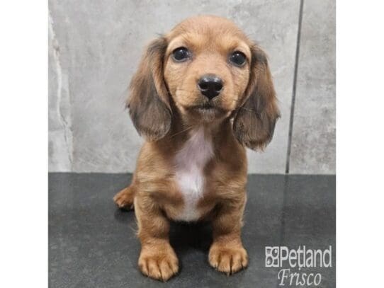 [#33795] Wild Boar Female Miniature Dachshund Puppies for Sale