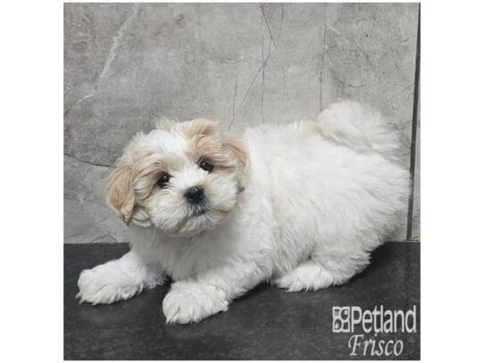 [#33803] Cream / White Female Teddy Bear Puppies for Sale