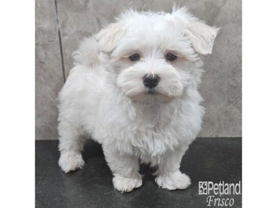 [#33800] White Male Maltese Puppies for Sale