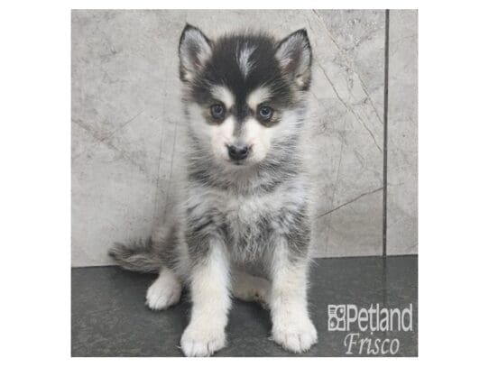 [#33804] Black / White Female Pomsky Puppies for Sale