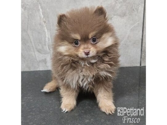 [#33799] Chocolate / Tan Female Pomeranian Puppies for Sale