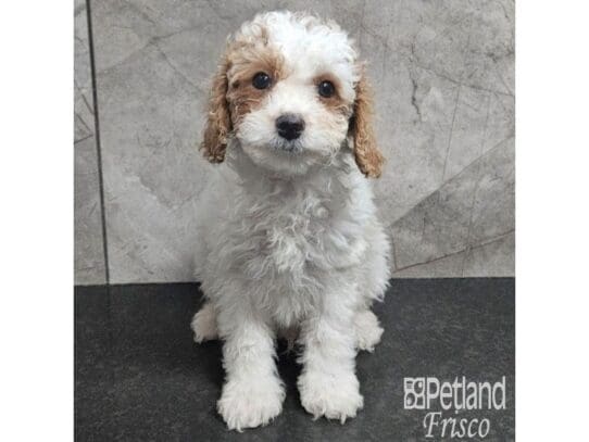 [#33821] Red Male Cavapoo Puppies for Sale