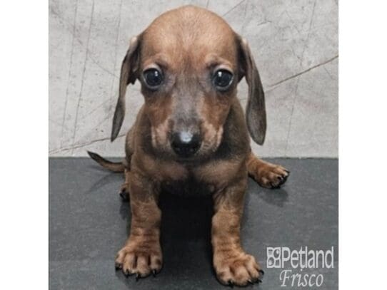 [#33828] BRDL/PIED Female Miniature Dachshund Puppies for Sale