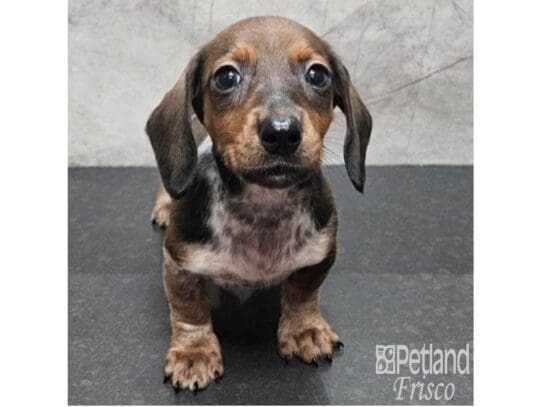 [#33825] BRDL/WHT Male Miniature Dachshund Puppies for Sale
