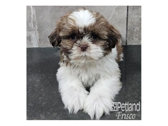 [#33819] Red / White Male Shih Tzu Puppies for Sale