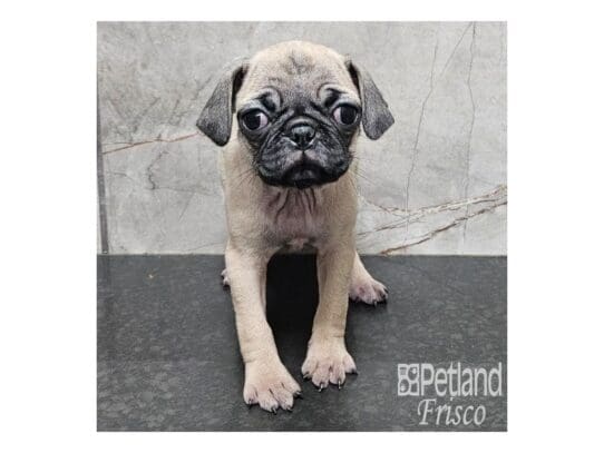 [#33810] Fawn Female Pug Puppies for Sale