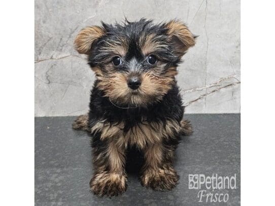 [#33808] Black / Tan Male Yorkshire Terrier Puppies for Sale