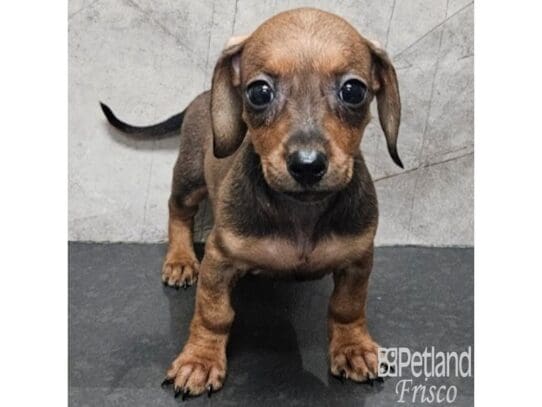 [#33826] BRDL Female Miniature Dachshund Puppies for Sale