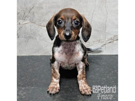 [#33827] BRDL Female Miniature Dachshund Puppies for Sale