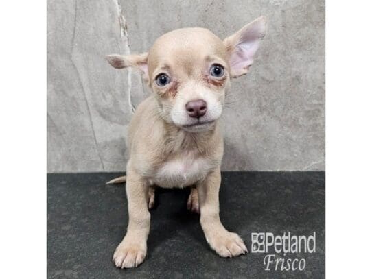 [#33762] Fawn Female Chihuahua Puppies for Sale