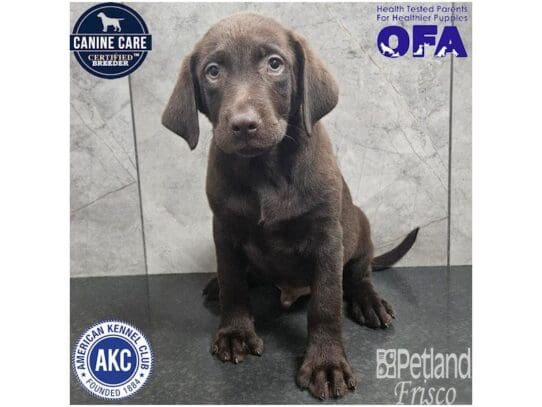 [#33786] Chocolate Male Labrador Retriever Puppies for Sale