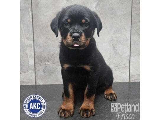 [#33759] Black / Rust Male Rottweiler Puppies for Sale