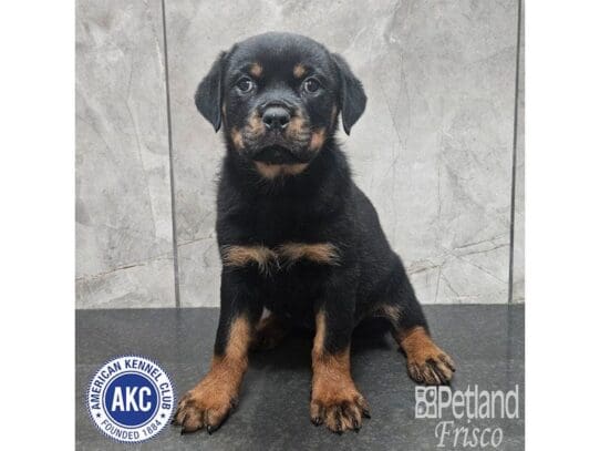 [#33758] Black / Rust Female Rottweiler Puppies for Sale