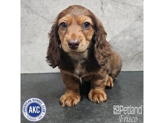 [#33742] Wild Boar Female Miniature Dachshund Puppies for Sale