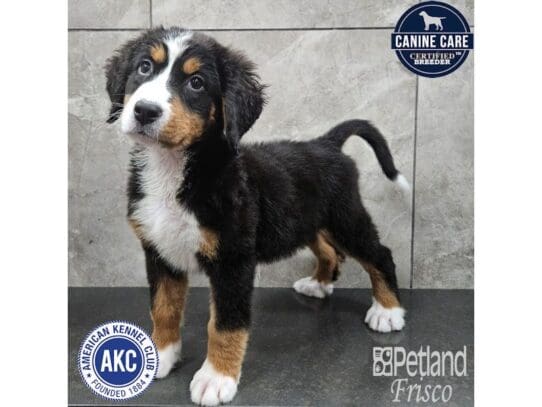 [#33721] Black Rust and White Female Bernese Mountain Dog Puppies for Sale