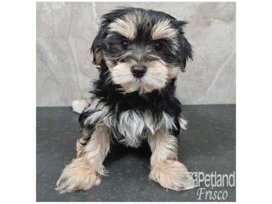 [#33831] Black and Tan Female Morkie Puppies for Sale