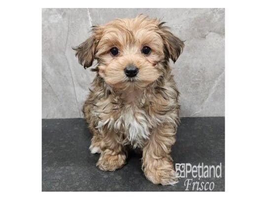 [#33830] Gold Female Morkie Puppies for Sale