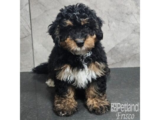 [#33829] Tri-Colored Male Bernedoodle Mini 2nd Gen Puppies for Sale