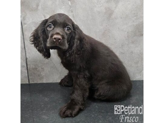 [#33818] Chocolate Male Cocker Spaniel Puppies for Sale