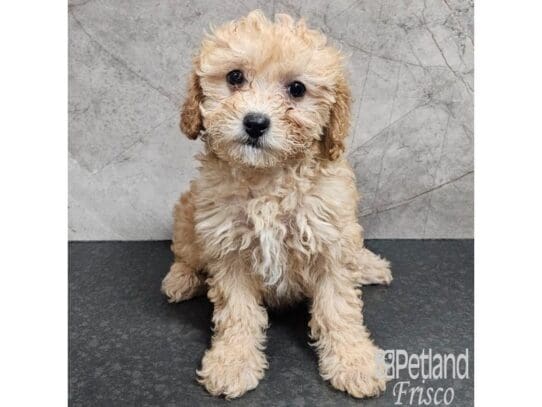 [#33816] Apricot Female Cavapoo Puppies for Sale