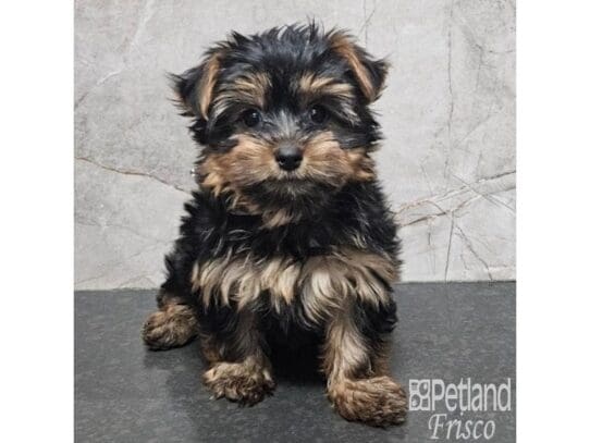 [#33807] Black / Tan Female Yorkshire Terrier Puppies for Sale