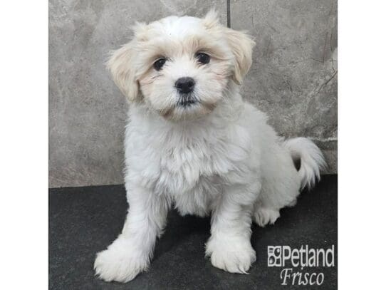 [#33802] Cream / White Female Teddy Bear Puppies for Sale