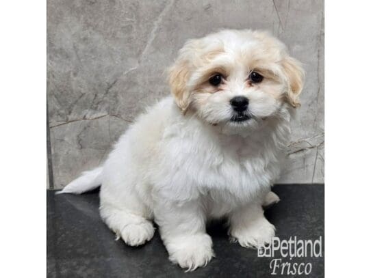 [#33801] Cream / White Male Teddy Bear Puppies for Sale
