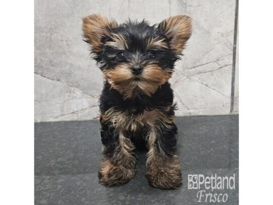 [#33772] Black and Tan Female Yorkshire Terrier Puppies for Sale
