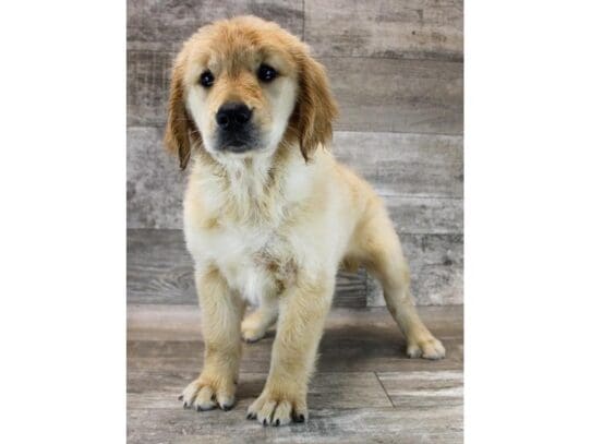 [#33864] Golden Female Golden Retriever Puppies for Sale