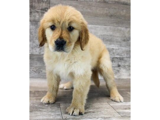 [#33863] Golden Female Golden Retriever Puppies for Sale