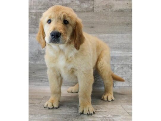 [#33862] Golden Male Golden Retriever Puppies for Sale