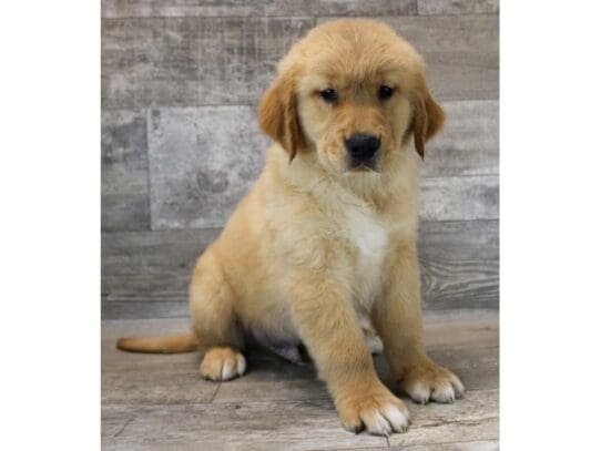 [#33861] Golden Male Golden Retriever Puppies for Sale