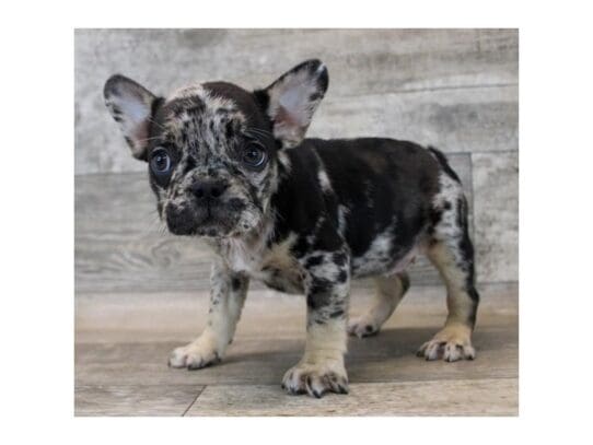 [#33859] Blue Merle / Tan Female French Bulldog Puppies for Sale