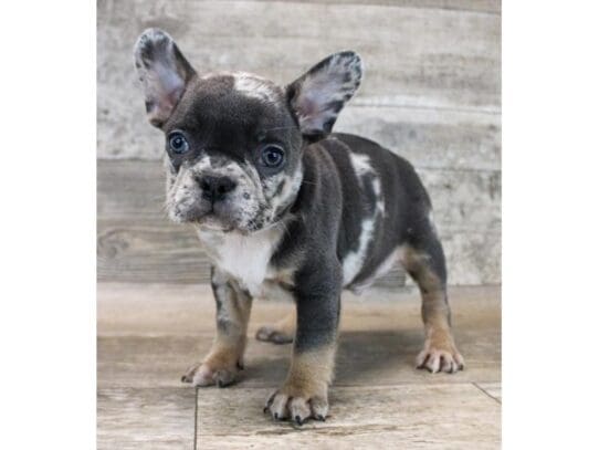 [#33858] Blue Merle / Tan Male French Bulldog Puppies for Sale