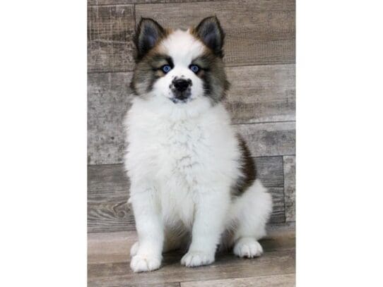[#33856] Sable Male Pomsky Puppies for Sale