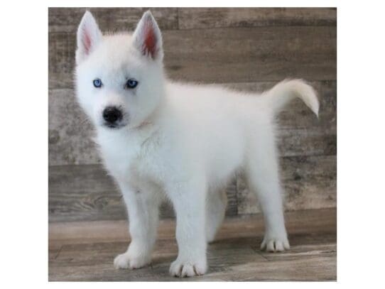 [#33855] White Male Siberian Husky Puppies for Sale