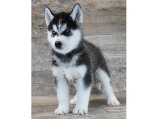 [#33853] Black / White Male Siberian Husky Puppies for Sale