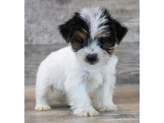[#33852] Black Tan / White Female Yorkshire Terrier Puppies for Sale