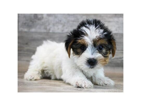 [#33851] Black Tan / White Male Yorkshire Terrier Puppies for Sale