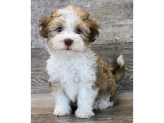 [#33846] Champagne Male Havanese Puppies for Sale