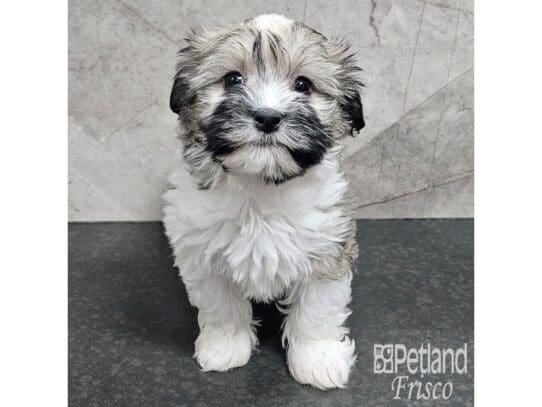 [#33847] Fawn Sable Female Havanese Puppies for Sale