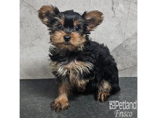 [#33848] Black / Tan Female Yorkshire Terrier Puppies for Sale